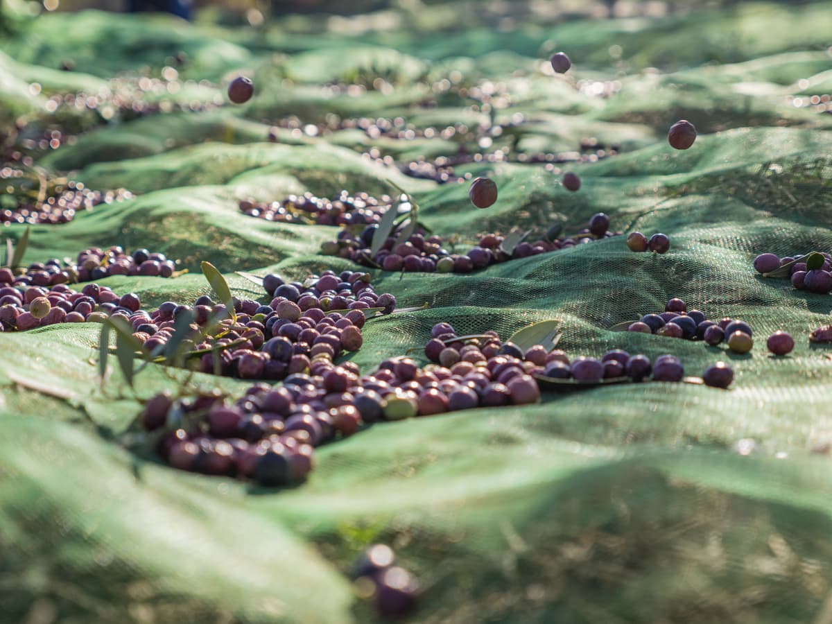 Olive harvest: A True Hands-on Tradition